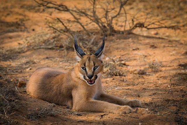 085 Zuid-Afrika, caracal.jpg